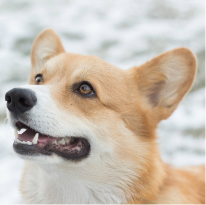 Ein